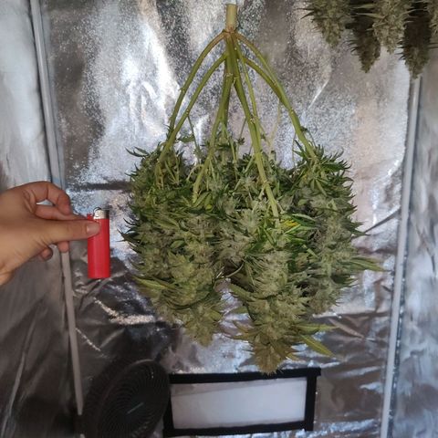 Royal Gorilla growlog timeline photo