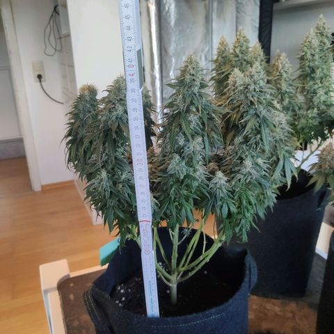 Royal Gorilla growlog timeline photo