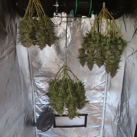 Golden Tiger growlog timeline photo