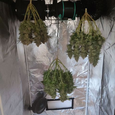 Royal Gorilla growlog timeline photo