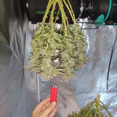 Royal Gorilla growlog timeline photo