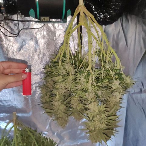 Golden Tiger growlog timeline photo