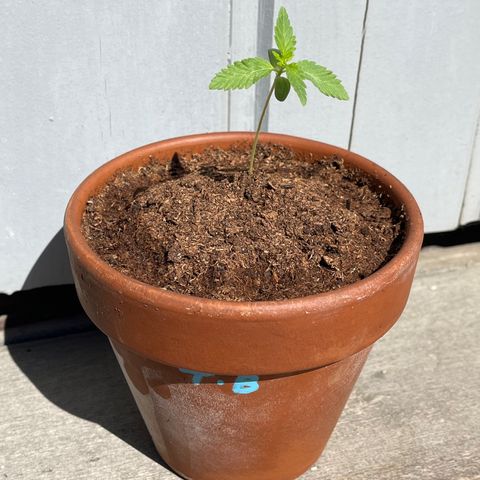 Tropicanna Banana growlog timeline photo