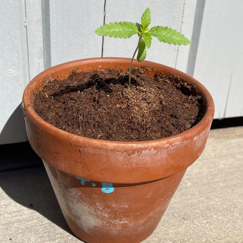 Tropicanna Banana growlog timeline photo
