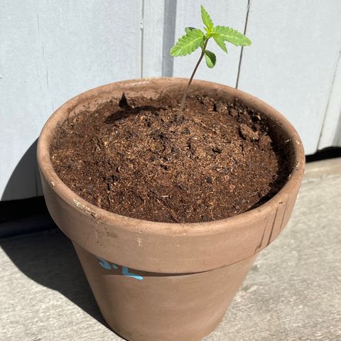 Strawberry Lemonade growlog timeline photo