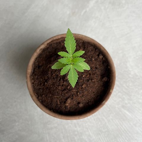 Strawberry Lemonade growlog timeline photo