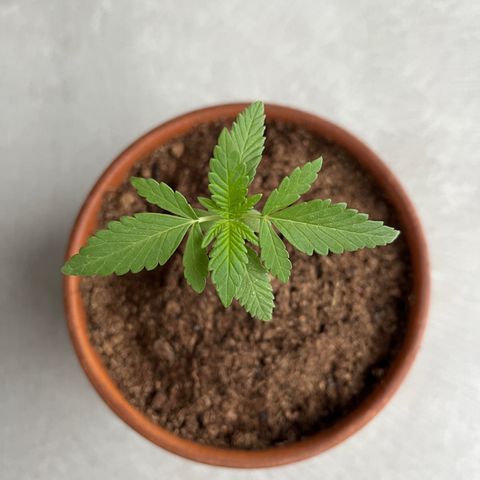 Tropicanna Banana growlog timeline photo