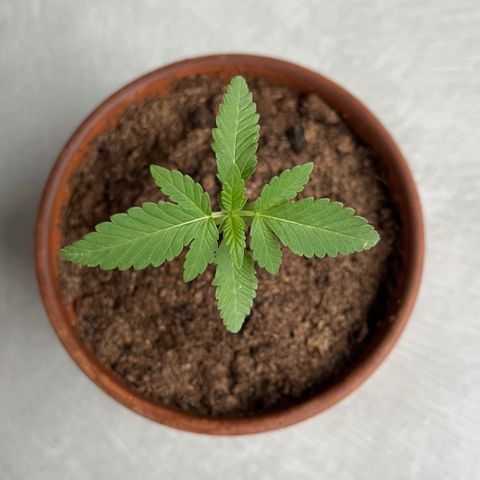 Tropicanna Banana growlog timeline photo