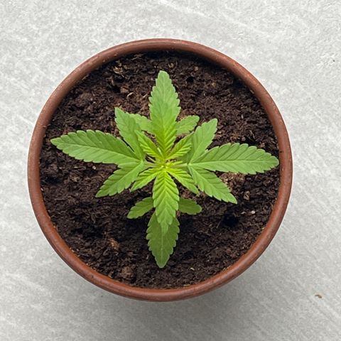 Tropicanna Banana growlog timeline photo