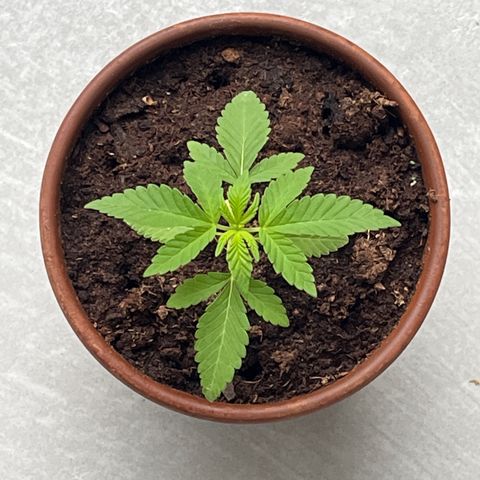 Tropicanna Banana growlog timeline photo