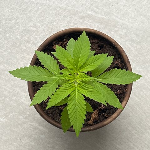 Watermelon Zkittlez growlog timeline photo