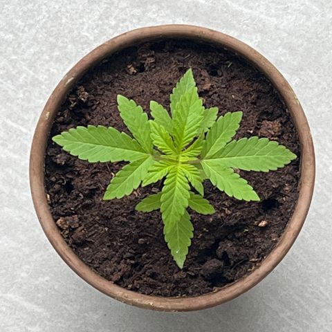Strawberry Lemonade growlog timeline photo