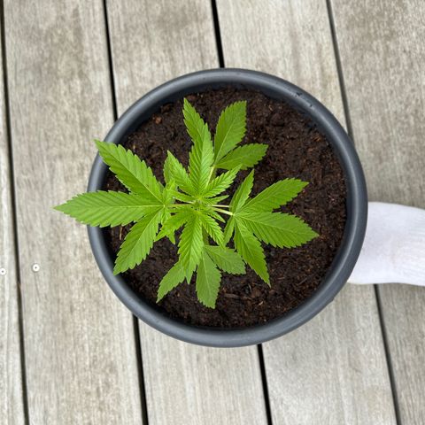 Watermelon Zkittlez growlog timeline photo