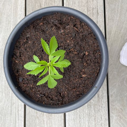 Tropicanna Banana growlog timeline photo