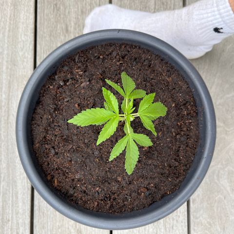 Tropicanna Banana growlog timeline photo