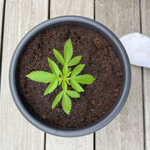 Strawberry Lemonade growlog timeline photo