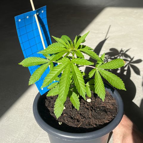 Strawberry Lemonade growlog timeline photo