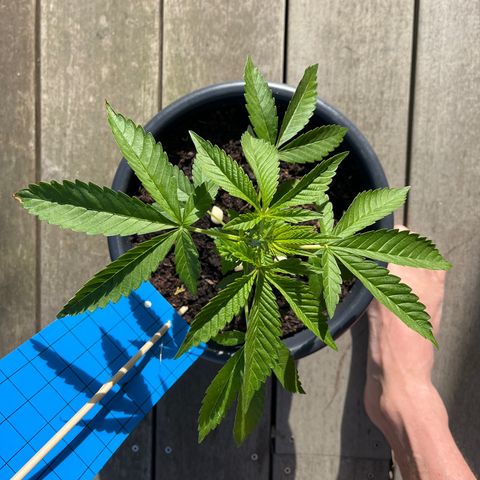 Tropicanna Banana growlog timeline photo