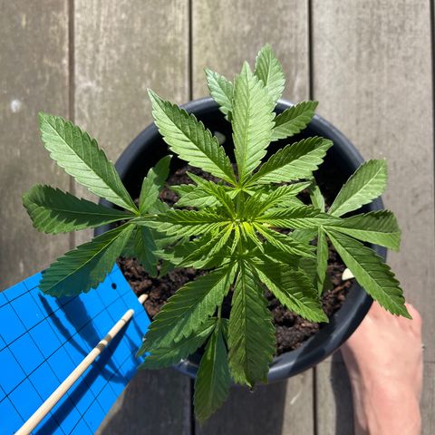 Tropicanna Banana growlog timeline photo