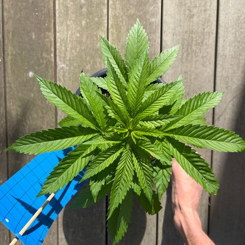 Watermelon Zkittlez growlog timeline photo