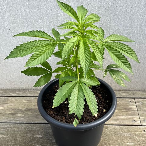 Tropicanna Banana growlog timeline photo