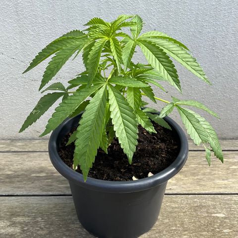 Tropicanna Banana growlog timeline photo