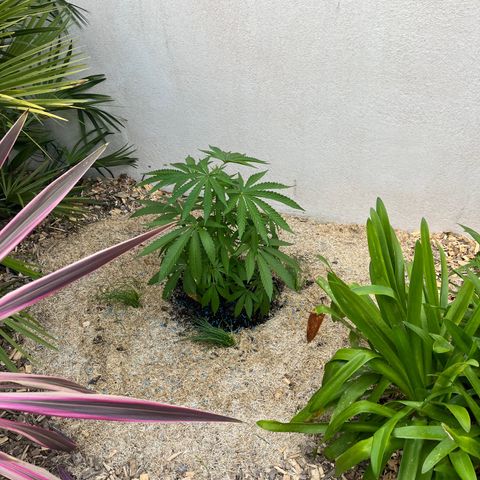 Strawberry Lemonade growlog timeline photo