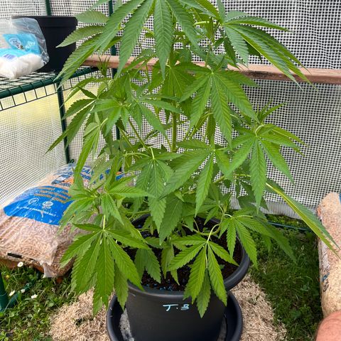 Tropicanna Banana growlog timeline photo