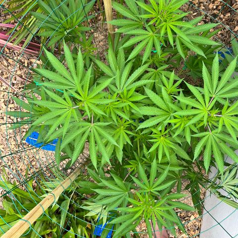 Strawberry Lemonade growlog timeline photo