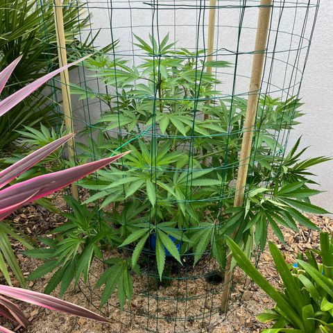Strawberry Lemonade growlog timeline photo