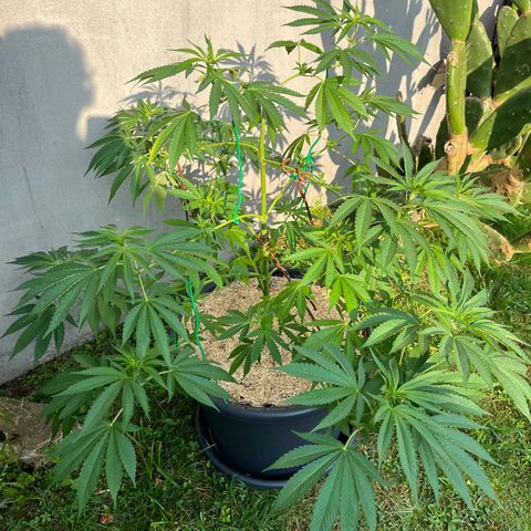 Tropicanna Banana growlog timeline photo