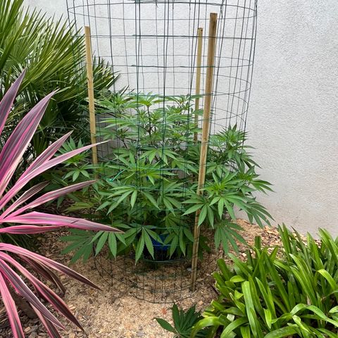 Strawberry Lemonade growlog timeline photo