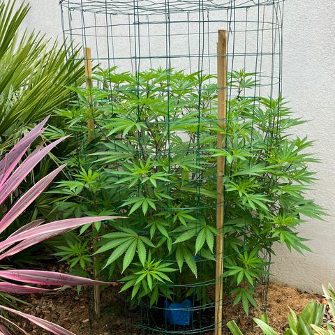 Strawberry Lemonade growlog timeline photo