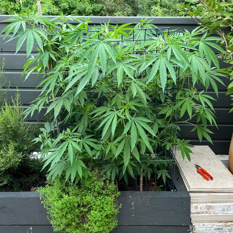 Tropicanna Banana growlog timeline photo