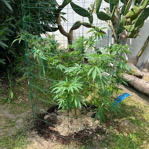 Tropicanna Banana growlog timeline photo