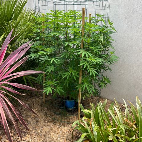 Strawberry Lemonade growlog timeline photo