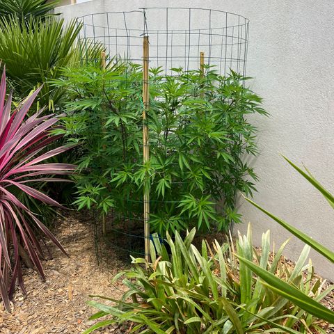 Strawberry Lemonade growlog timeline photo