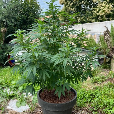 Watermelon Zkittlez growlog timeline photo