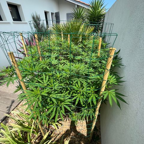Strawberry Lemonade growlog photo: Strawberry, stretching slowly and pistils appearing at node sites. Trimmed smaller branches on lower third of plant. Continually applying LST so she doesn’t get too tall. She’d be close to 180cm if I hadn’t. 