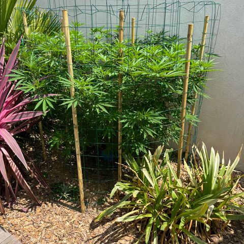 Strawberry Lemonade growlog photo: Strawberry, stretching slowly and pistils appearing at node sites. Trimmed smaller branches on lower third of plant. Continually applying LST so she doesn’t get too tall. She’d be close to 180cm if I hadn’t. 