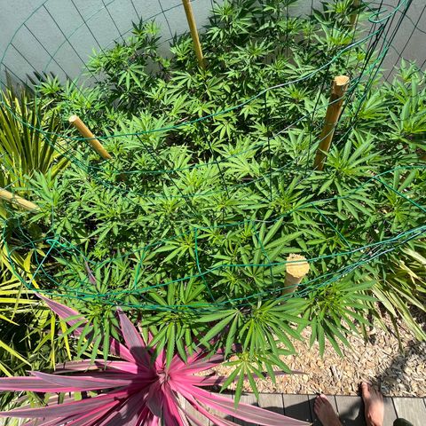 Strawberry Lemonade growlog photo: Strawberry, stretching slowly and pistils appearing at node sites. Trimmed smaller branches on lower third of plant. Continually applying LST so she doesn’t get too tall. She’d be close to 180cm if I hadn’t. 