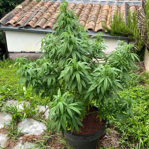 Watermelon Zkittlez growlog timeline photo