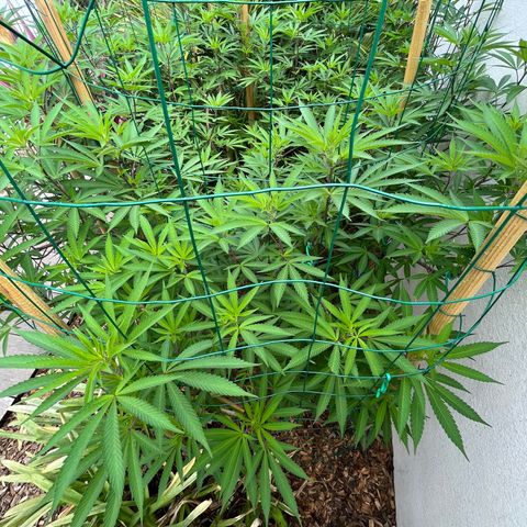 Strawberry Lemonade growlog timeline photo