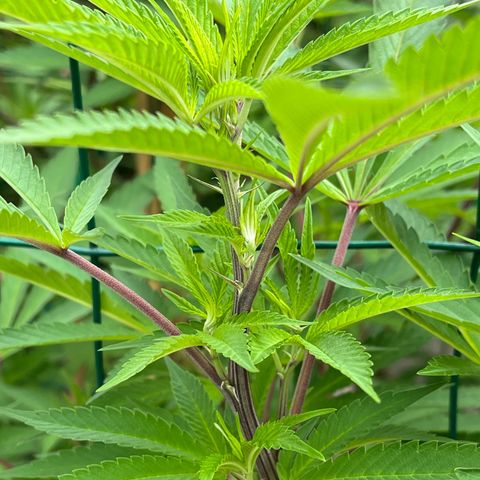 Strawberry Lemonade growlog timeline photo