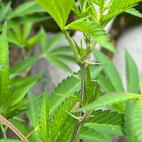 Tropicanna Banana growlog timeline photo