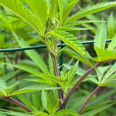 Strawberry Lemonade growlog timeline photo