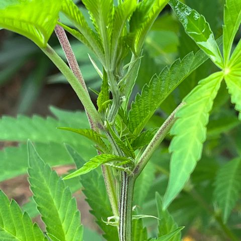 Tropicanna Banana growlog timeline photo