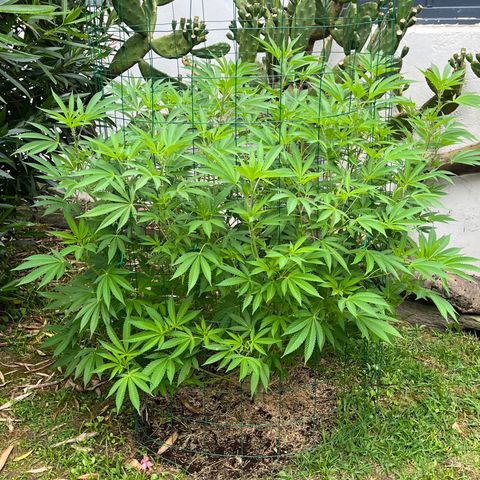Tropicanna Banana growlog timeline photo
