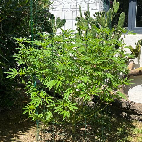 Tropicanna Banana growlog timeline photo