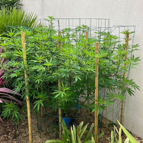 Strawberry Lemonade growlog timeline photo